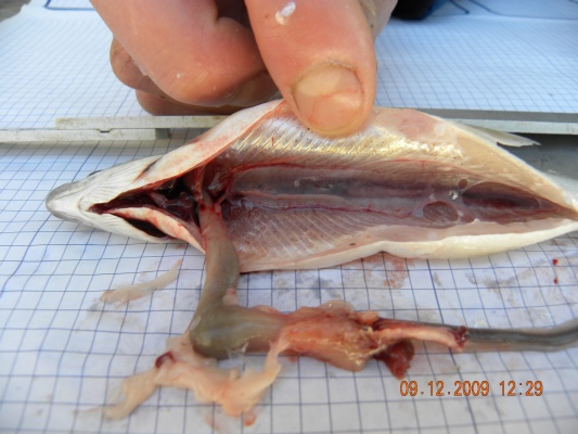 Probebefischung Dez.2009 019.jpg